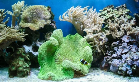 U.S.–China Relations, Climate Change, and Biodiversity Loss