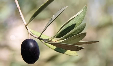 SINOTALKS’s Editorial Caught Global Attention & “Moon Diplomacy”